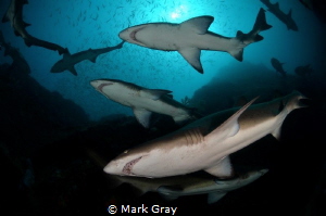 Grey Nurse sharks at Fish Rock by Mark Gray 
